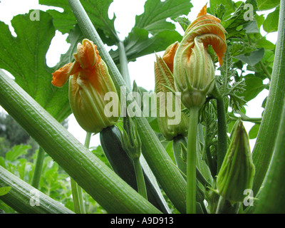 zucchini fruit and flowers on the plant seen from down the ground Stock Photo