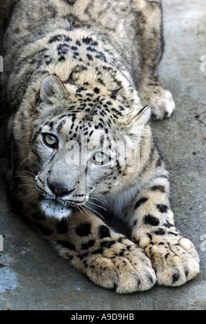Snow Leopard, near Simla, Himachal Pradesh, India Stock Photo