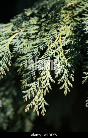 Lawson Cypress Oregon Blue Chamaecyparis lawsonia Stock Photo