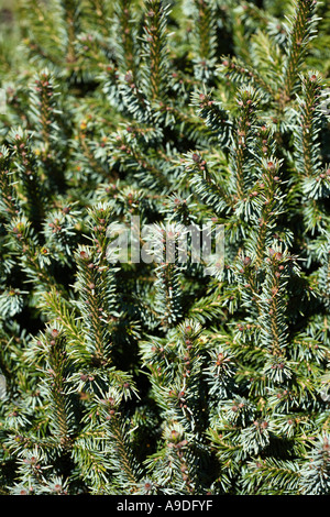 Spruce Pimoko Picea omorika Stock Photo