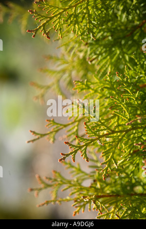 Arborvitae 'Rheingold' Thuja occidentalis Stock Photo