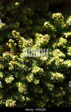 Norway Spruce 'Little Gem' Picea abies Stock Photo