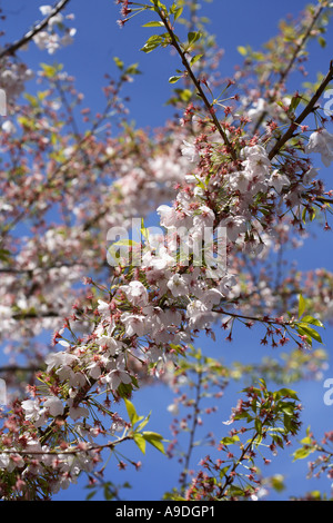 Yoshino Cherry Prunus x Yedoensis Akebono Stock Photo