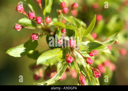 Crabapple Golden Raindrops Schmidtcutleaf Malus transitoria Stock Photo