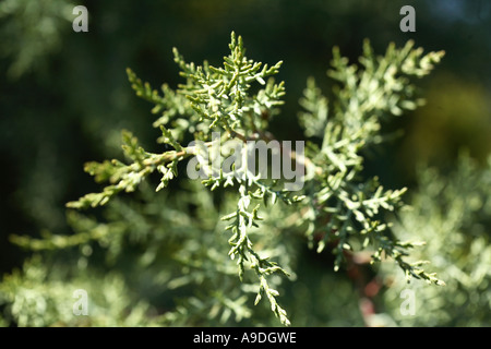 Cypress Cupressus Glabra Cupressaceae Stock Photo