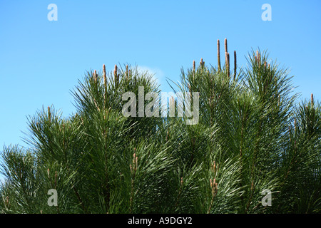 A Stone Pine tree (Pinus pinea) in the Royal Botanic Gardens, Kew ...