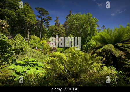 The jungle walk at the Lost Gardens of Heligan near Mevagissey in Cornwall UK Stock Photo