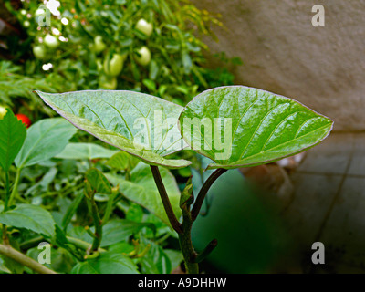 Sweet potato leaves, Ipomoea batatas, is a tender, warm-weather vegetable. Pune, India. Stock Photo