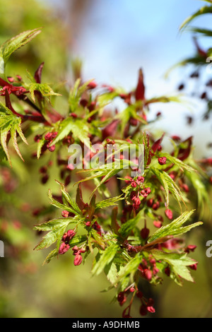 Japanese Maple 'Sharps Pygmy' Acer palmatum Stock Photo