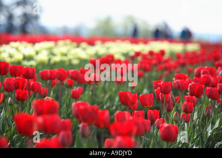 Field of Red and White tulips Stock Photo