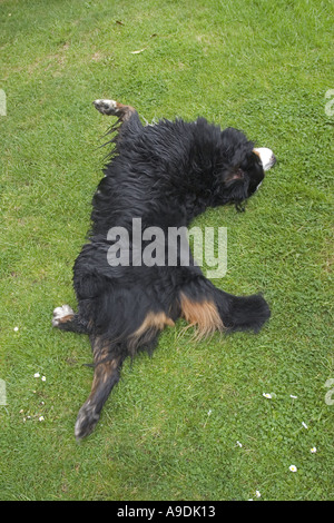 Bernese Mountain dog stretching and rolling around on the lawn after a long walk Stock Photo