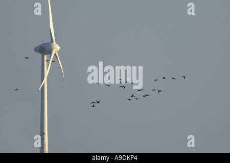 Migrating pink footed geese Anser brachyrhynchus and wind turbine Winterton Norfolk UK February 2006 Stock Photo