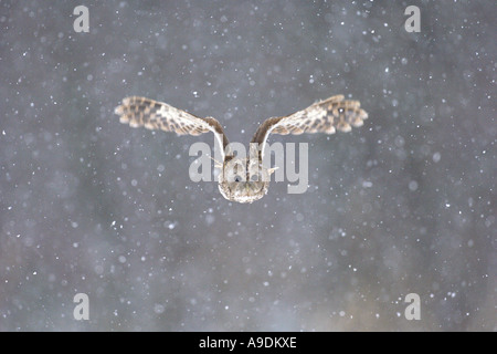 Tawny owl Strix aluco adult flying through snow shower Scotland Captive bird Stock Photo