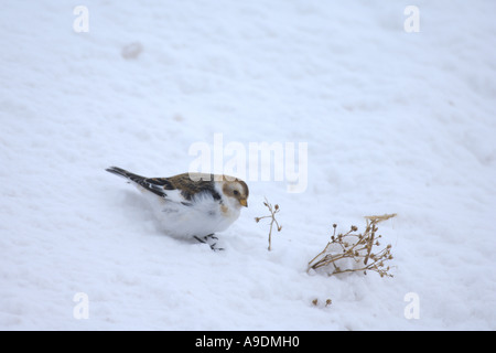 Snow bunting Plectrophenax nivalis winter female in snow Cairngorm Scotland Stock Photo