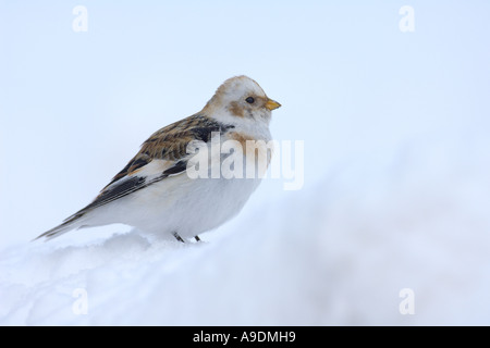 Snow bunting Plectrophenax nivalis winter male in snow Cairngorm Scotland Stock Photo