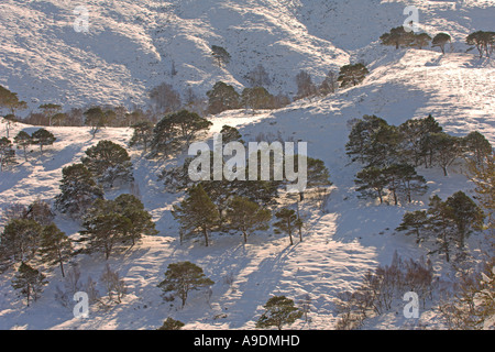 Scots pine trees Pinus sylvestris in winter snow Alladale Sutherland Scotland February Stock Photo