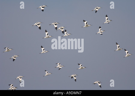 Flock of avocets Recurvirostra avosetta in flight Norfolk England March Stock Photo