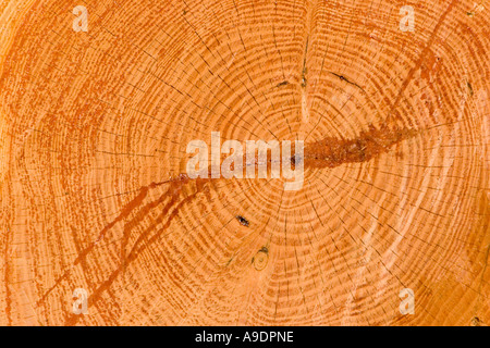 Recently felled pine tree Stock Photo