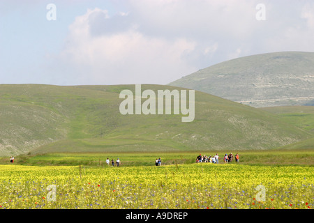 Spectacular annual wildflowers on the Piano Grande in Le Marche/Umbria in Italy draw crowds of sightseers from all  over Europe Stock Photo