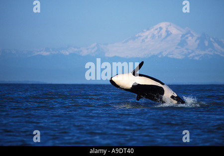 ns3 ORCA WHALE Orcinus orca breaching Mount Baker in background Washington USA Pacific Ocean Photo Copyright Brandon Cole Stock Photo