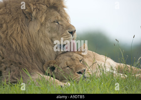 African Lion, panthera leo, Pair mating, Masai Mara Park in Kenya Stock ...