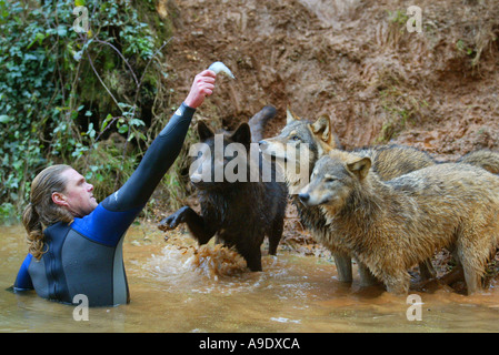 Shaun Ellis of Wolfpack Management teaches his wolves to fish at Coombe Martin Wildlife Park in North Devon UK Stock Photo