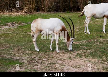 Scimitar Oryx at Disney Orlando's Animal Kingdom theme park Stock Photo