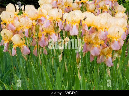 Yellow Iris 'Autumn twilight' flowers blooming Stock Photo