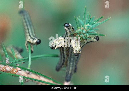 Neodiprion sertifer Hymenoptera Diprionidae feeding on Pinus halepensis defensive display Stock Photo
