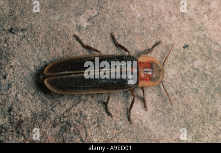 Male Lampyris noctiluca European glow worm Stock Photo