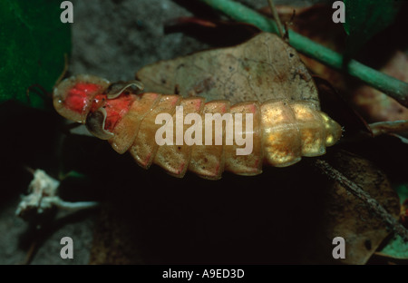 Lampyris noctiluca European glow worm male pupa shining at night Stock Photo