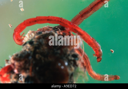 chironomid larvae Stock Photo: 20886542 - Alamy