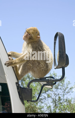 A young Barbary Macaque on the rock in Gibraltar sat on a coach s wing mirror Stock Photo