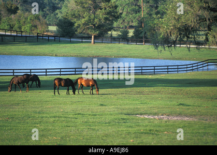 Florida Ocala horse farms thoroughbred racing horses in pasture with pond in background Stock Photo