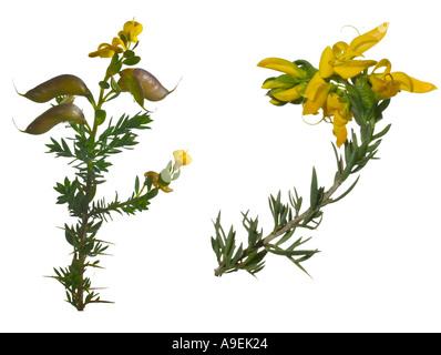 Petty Whin Genista anglica Flowerheads seed pods Surrey England May Stock Photo