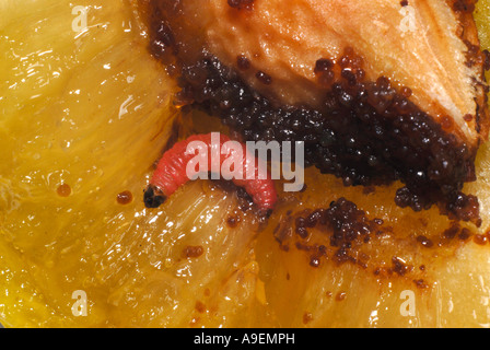 Apple Moth (Cydia pomonella). Caterpillar apple worm in a plum. Stock Photo