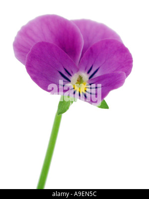 COMMON NAME Violet LATIN NAME Viola Stock Photo