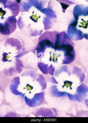 COMMON NAME Pansy LATIN NAME Viola Stock Photo