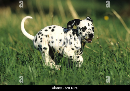 Dalmatian (Canis lupus familiaris), puppy running on meadow Stock Photo
