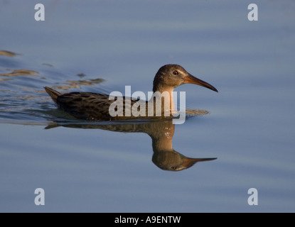 Clapper Rail Swimming Reflection in Water Stock Photo