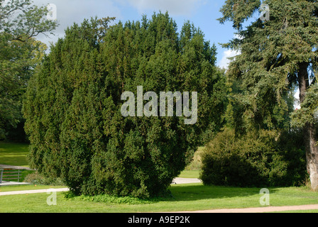 Common Yew, English Yew (Taxus baccata) tree in park Stock Photo