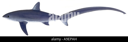 Long-tailed Thresher Shark (Alopias vulpinus), drawing Stock Photo