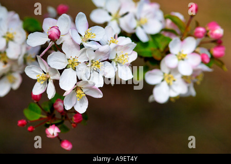 Romantic spray of apple blossom Stock Photo