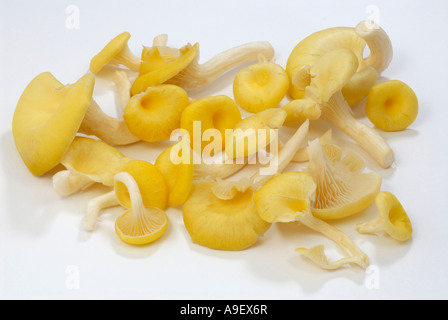 Yellow Oyster Mushroom (Pleurotus cornucopiae, Pleurotus citrinopileatus) studio picture Stock Photo