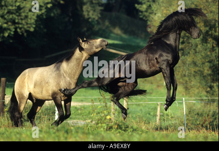 Lusitano (Equus caballus), two stallions squabbling on meadow Stock Photo