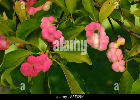 Kobus Magnolia (Magnolia kobus), fruit on tree Stock Photo