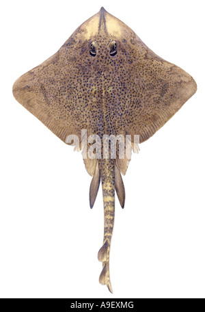 Thornback Ray (Raja clavata), male, drawing Stock Photo