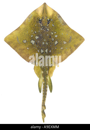 Thornback Ray (Raja clavata), male, colour variation, drawing Stock Photo