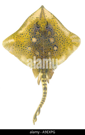 Thornback Ray (Raja clavata), male, colour variation imitating: Blonde Ray, drawing Stock Photo