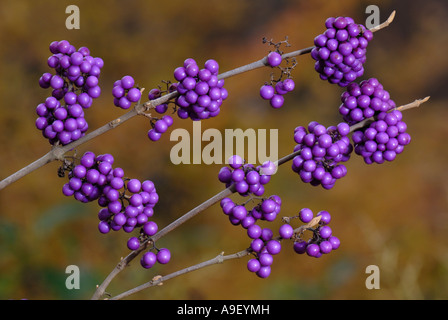Beautyberry Mulberry (Callicarpa bodinieri), twigs with berries in autumn Stock Photo